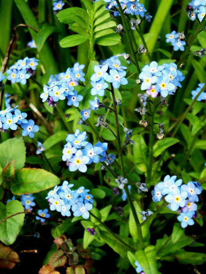 Wood Forget - Me - Not
